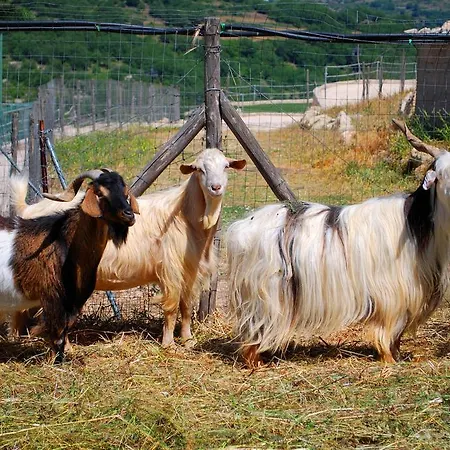 Villaggio Agrituristico Campanio Farm stay